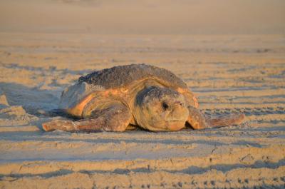 Things To Do Botany Bay Plantation Heritage Preserve